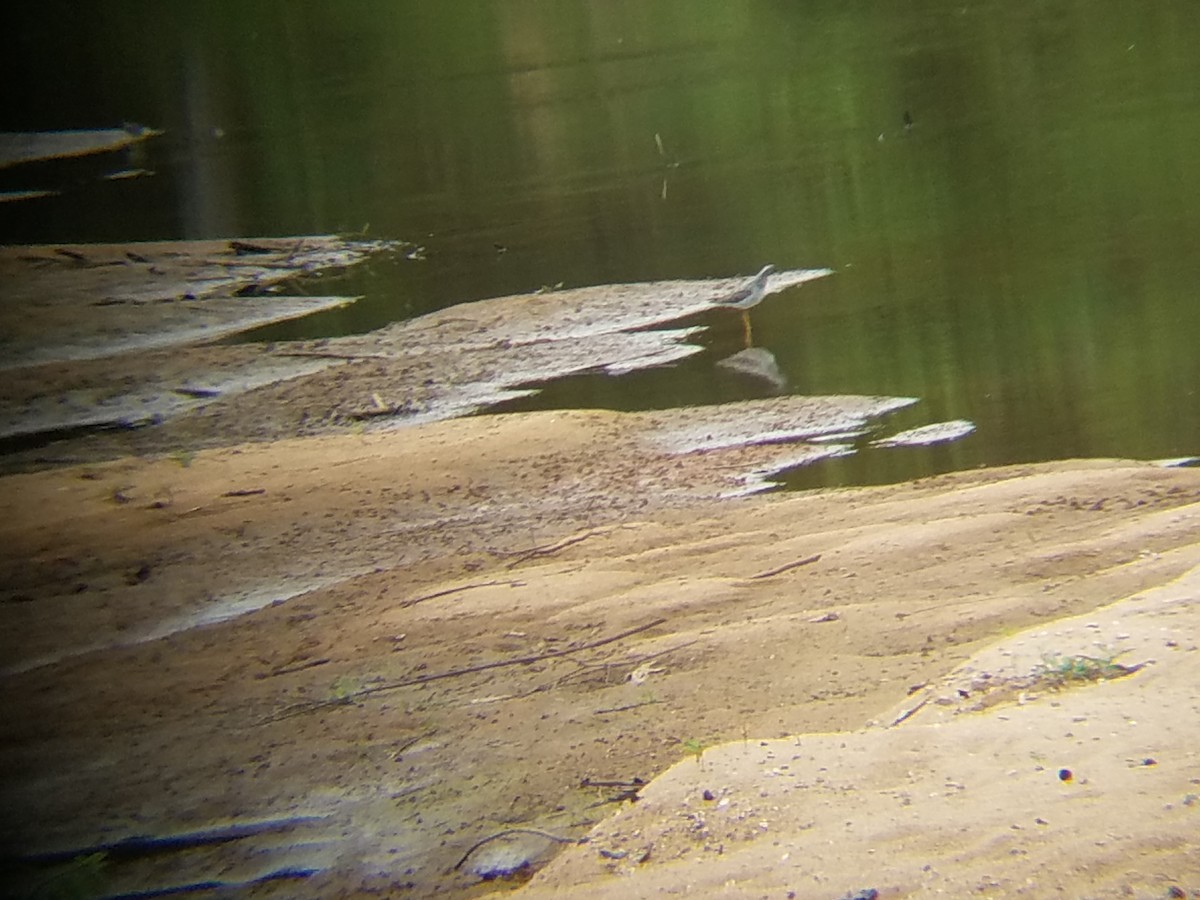 Greater Yellowlegs - ML55045511