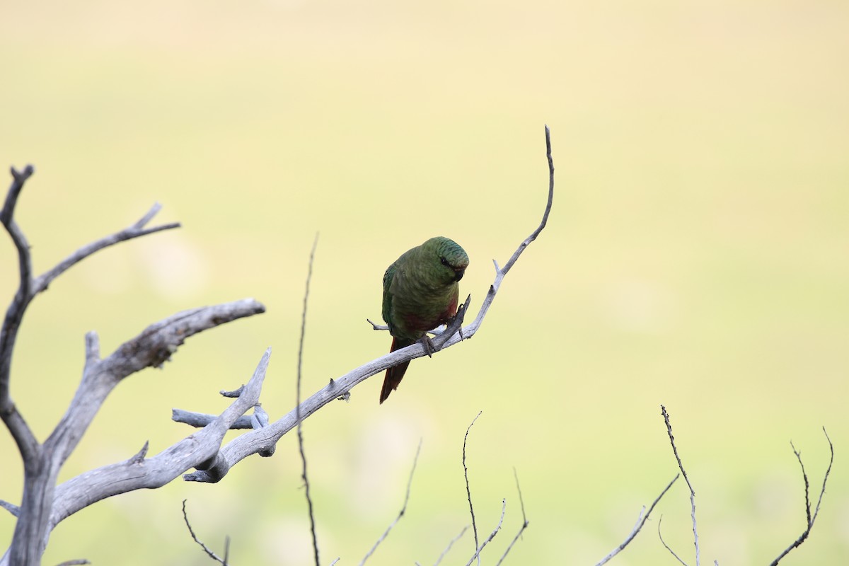 Austral Parakeet - ML550455231