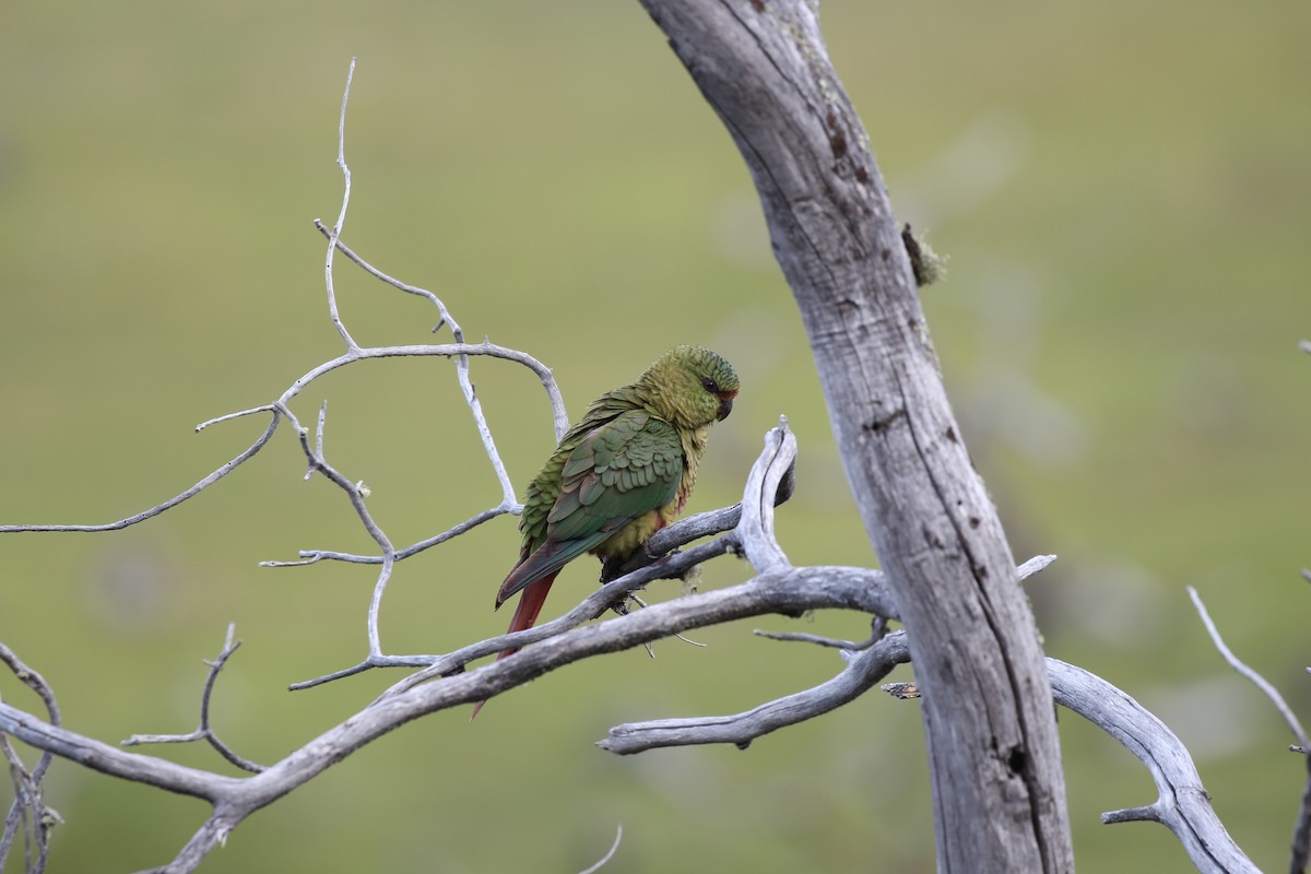 Austral Parakeet - ML550456931