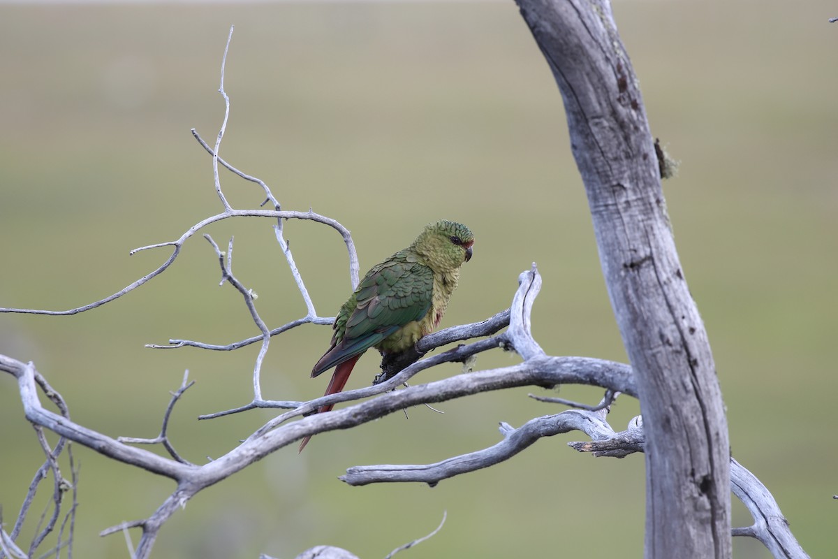 Austral Parakeet - ML550457241