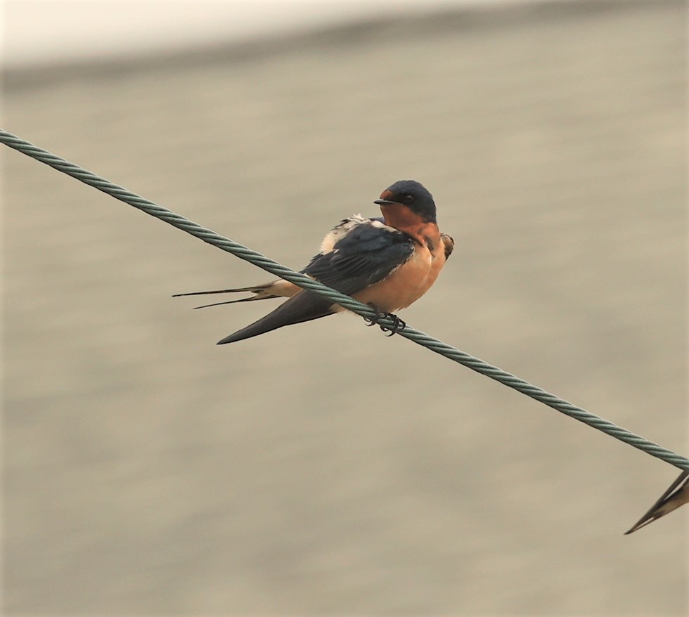 Barn Swallow - Dennis Cooke