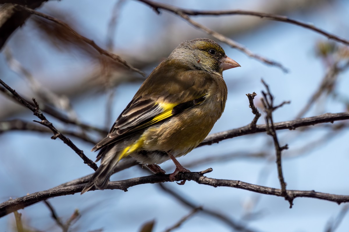 Oriental Greenfinch - Yifei Zheng