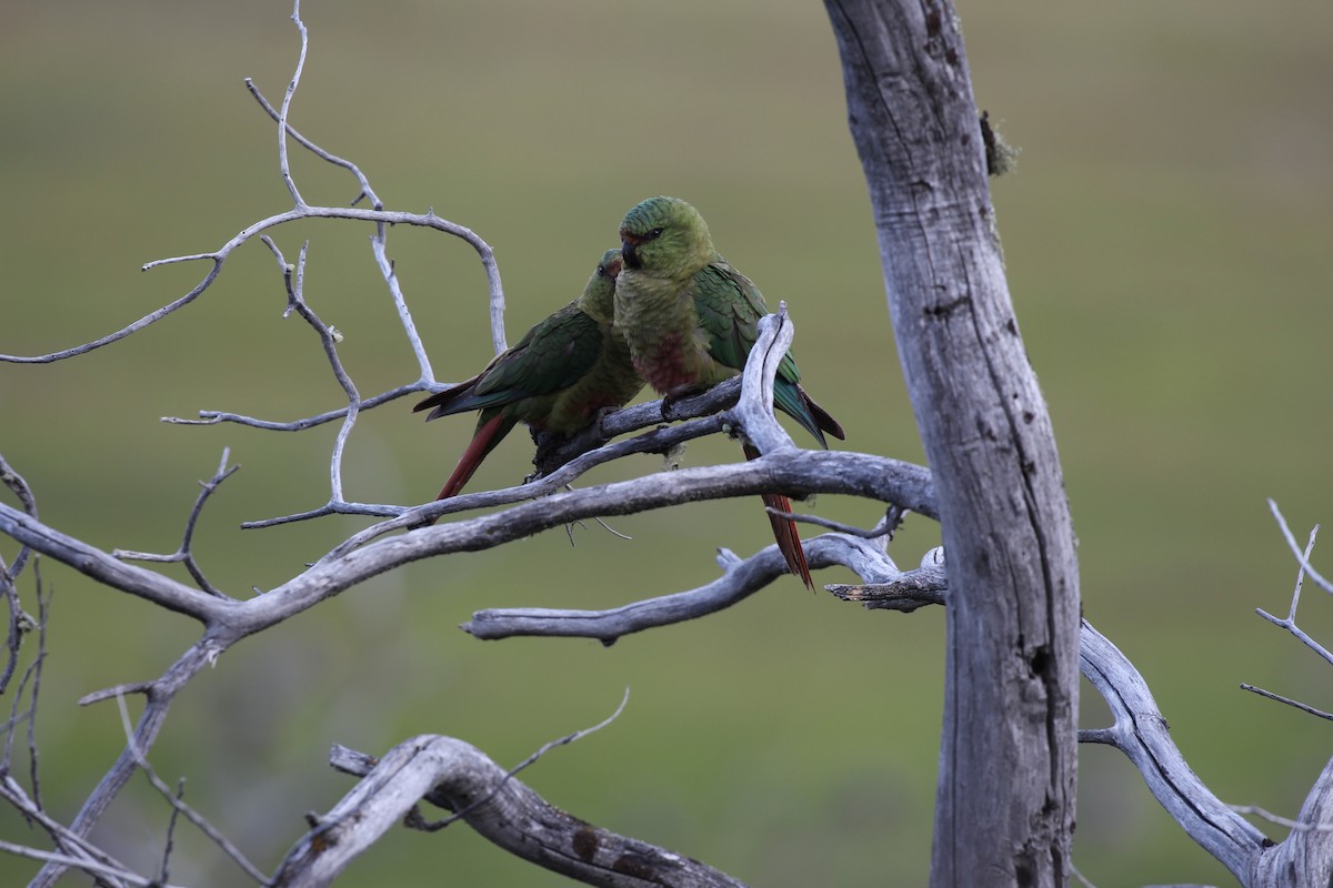 Austral Parakeet - ML550458421