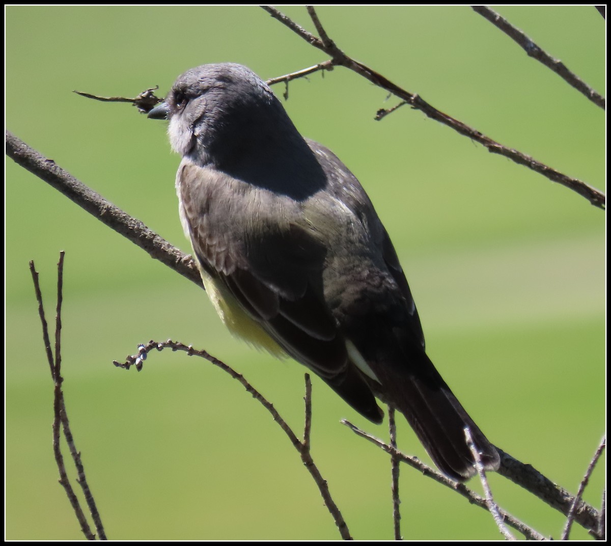 Cassin's Kingbird - ML550459771