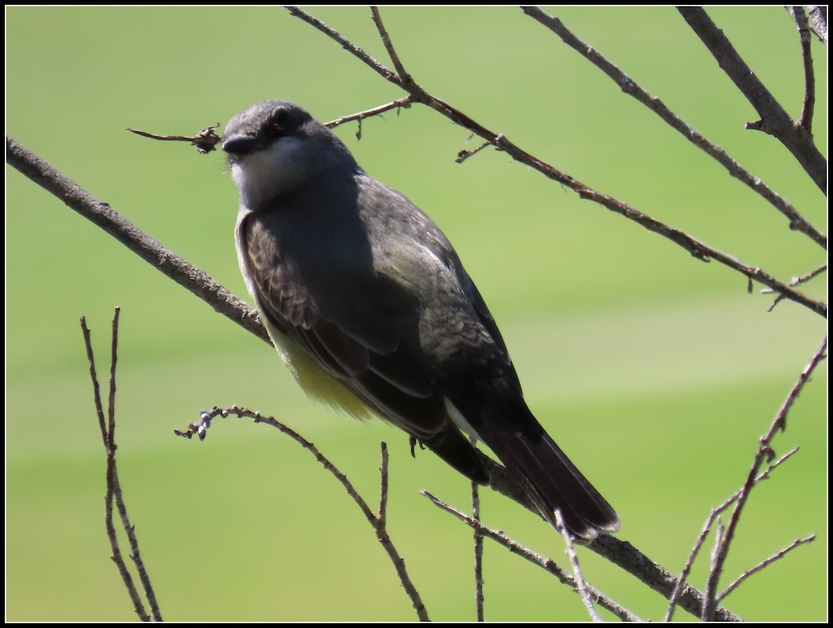 Cassin's Kingbird - ML550459791