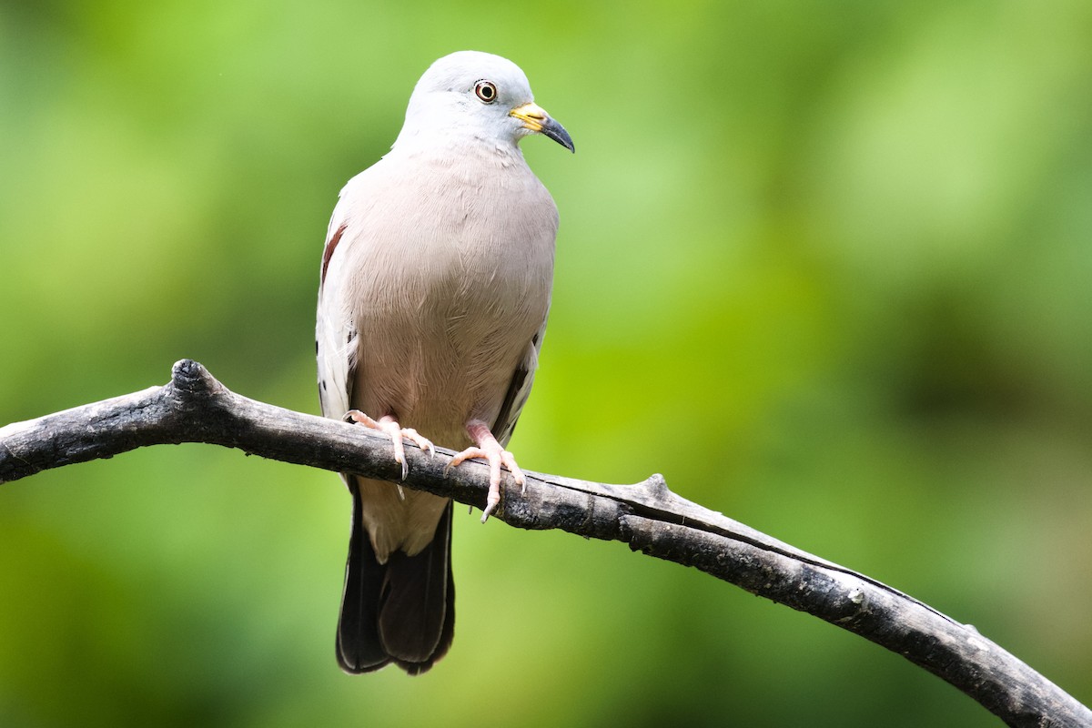 Croaking Ground Dove - ML550460021