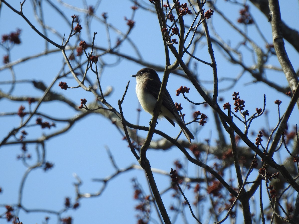 Eastern Phoebe - ML550460601