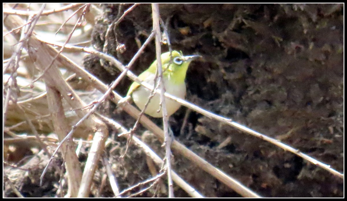 Swinhoe's White-eye - ML550460901