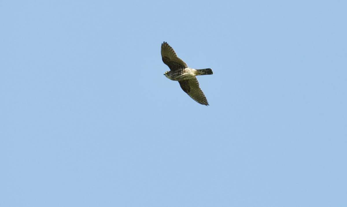 Peregrine Falcon (Peale's) - kasey foley