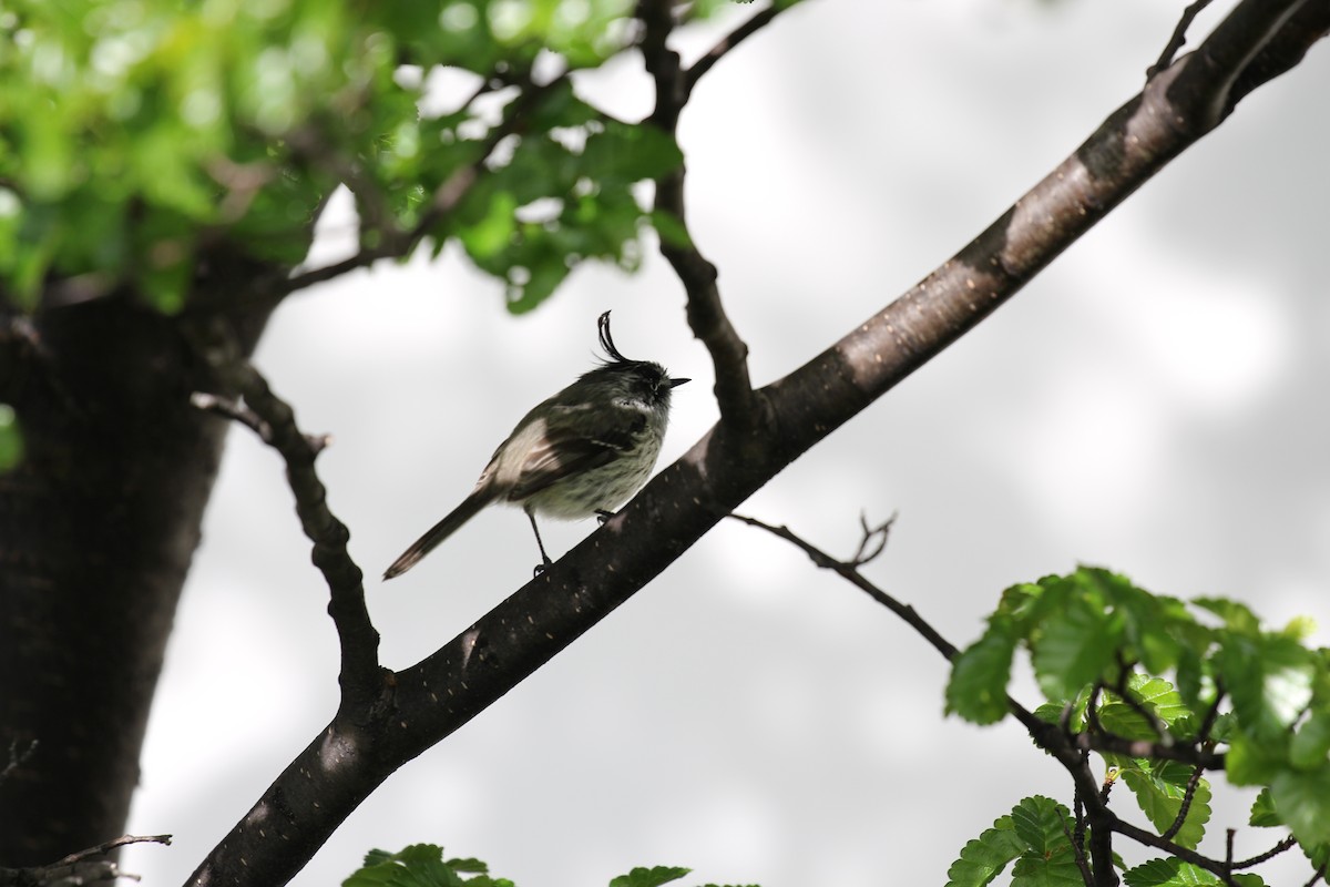 Tufted Tit-Tyrant - ML550465301