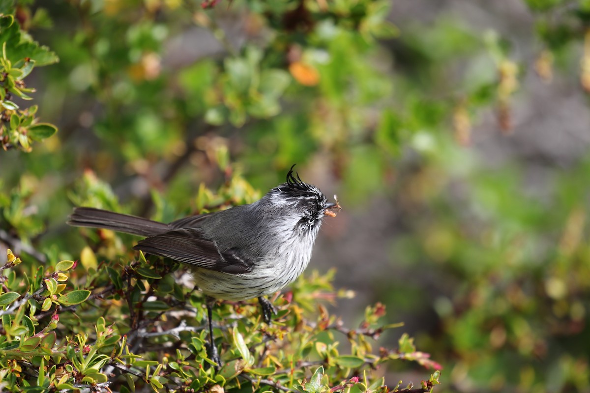 Tufted Tit-Tyrant - ML550465591