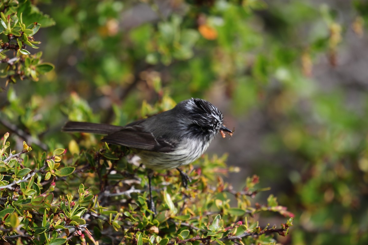 Tufted Tit-Tyrant - ML550465681