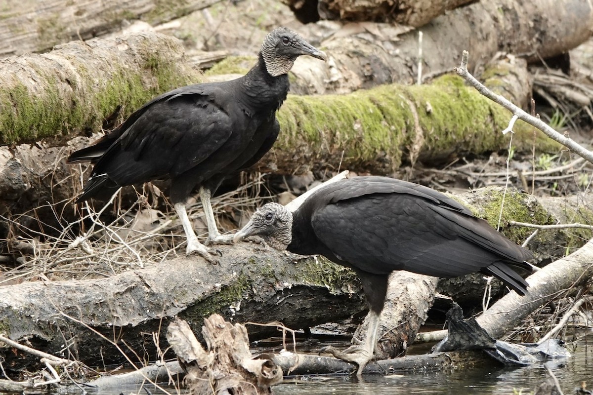 Black Vulture - ML550465711