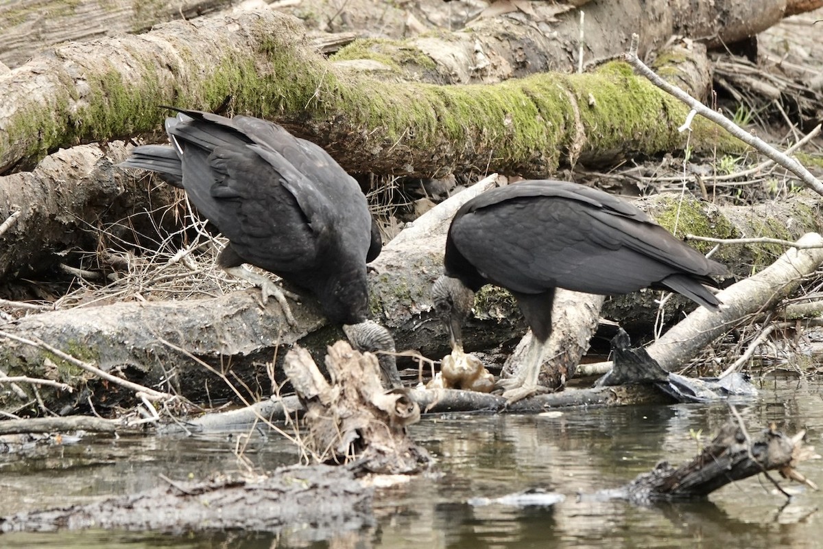 Black Vulture - ML550465721