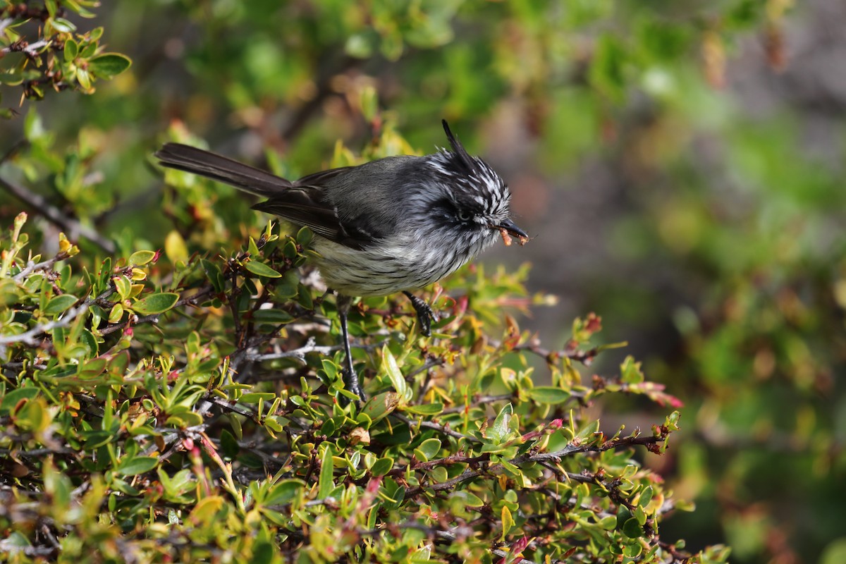 Tufted Tit-Tyrant - ML550465731