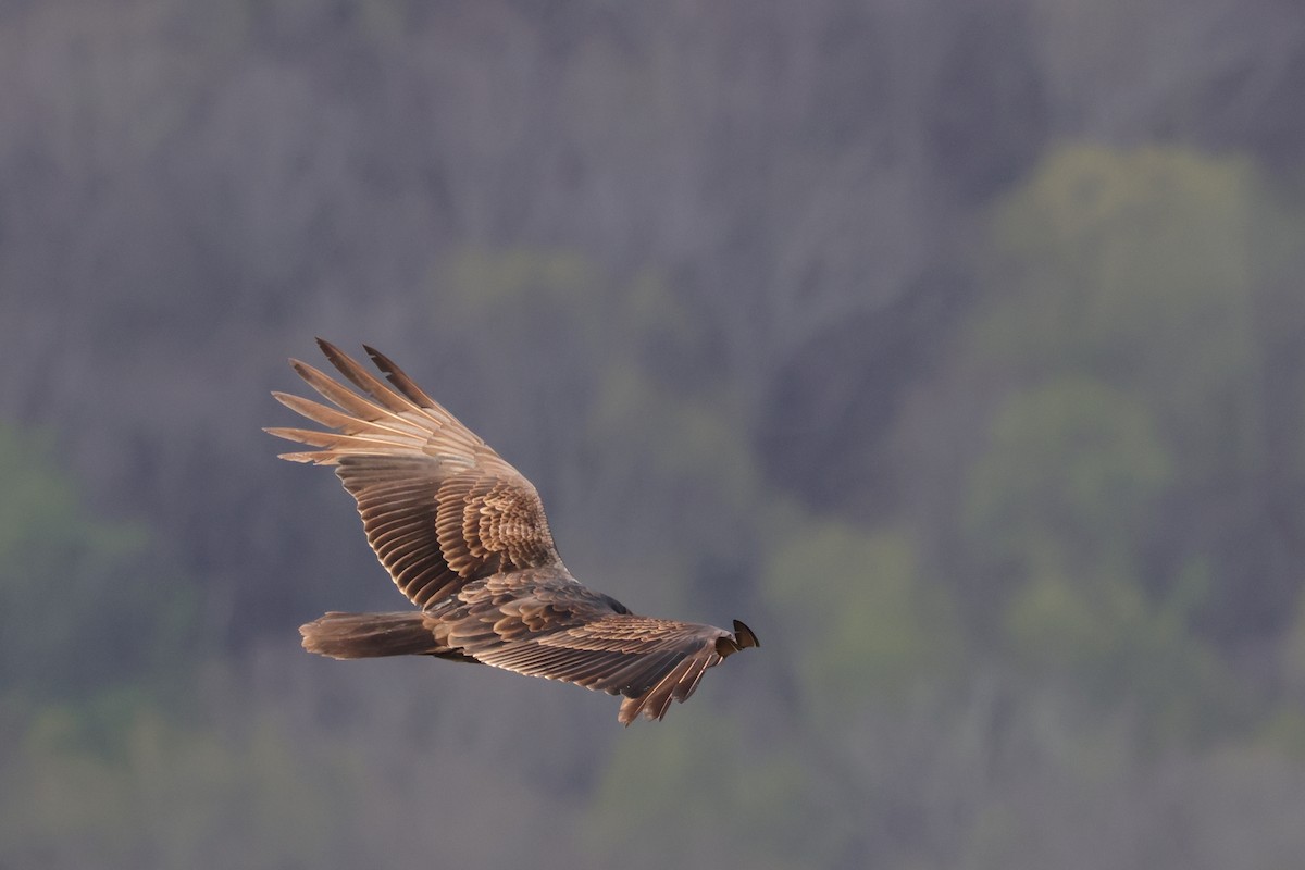 Turkey Vulture - ML550465851