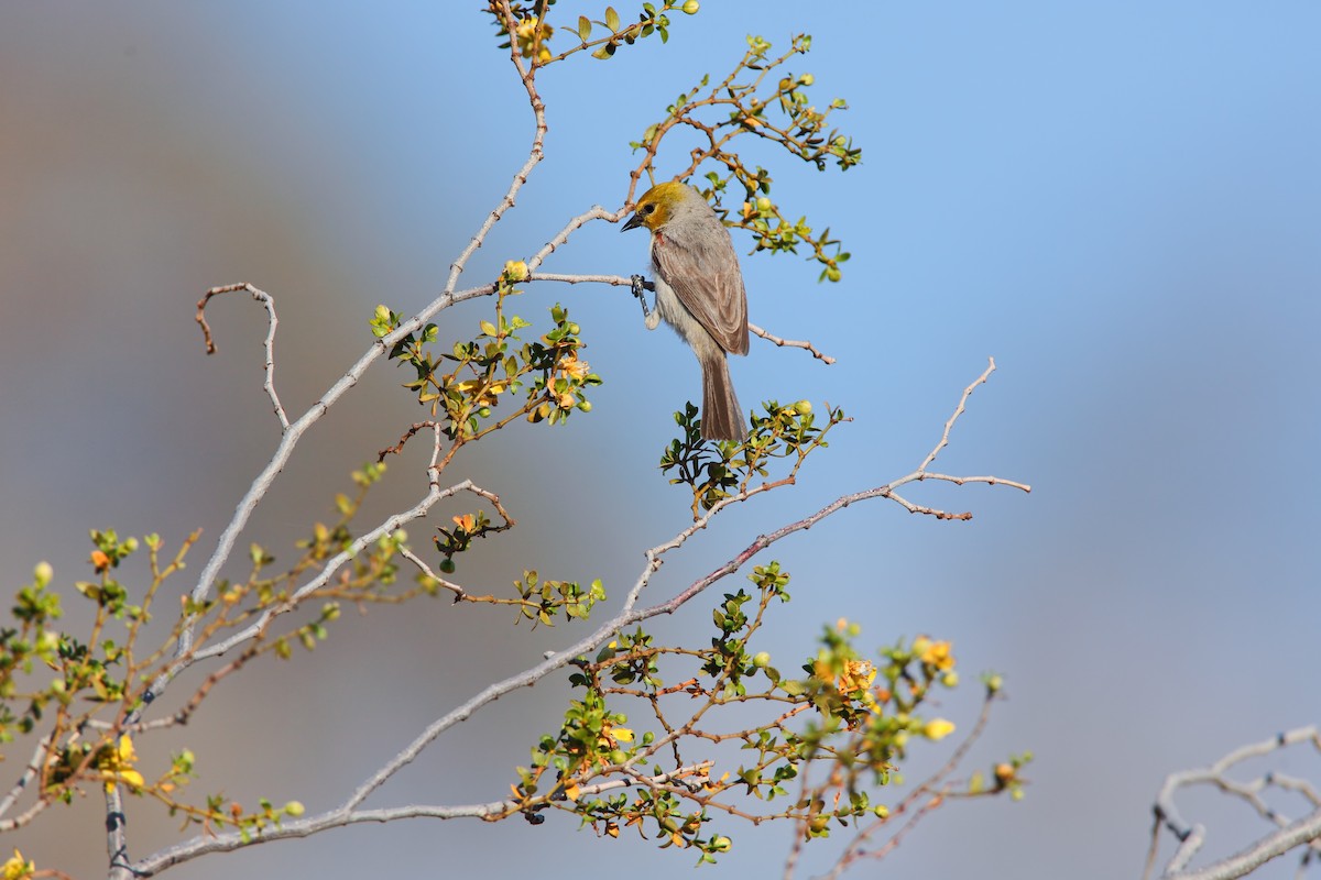 Pájaro Moscón Baloncito - ML550465931