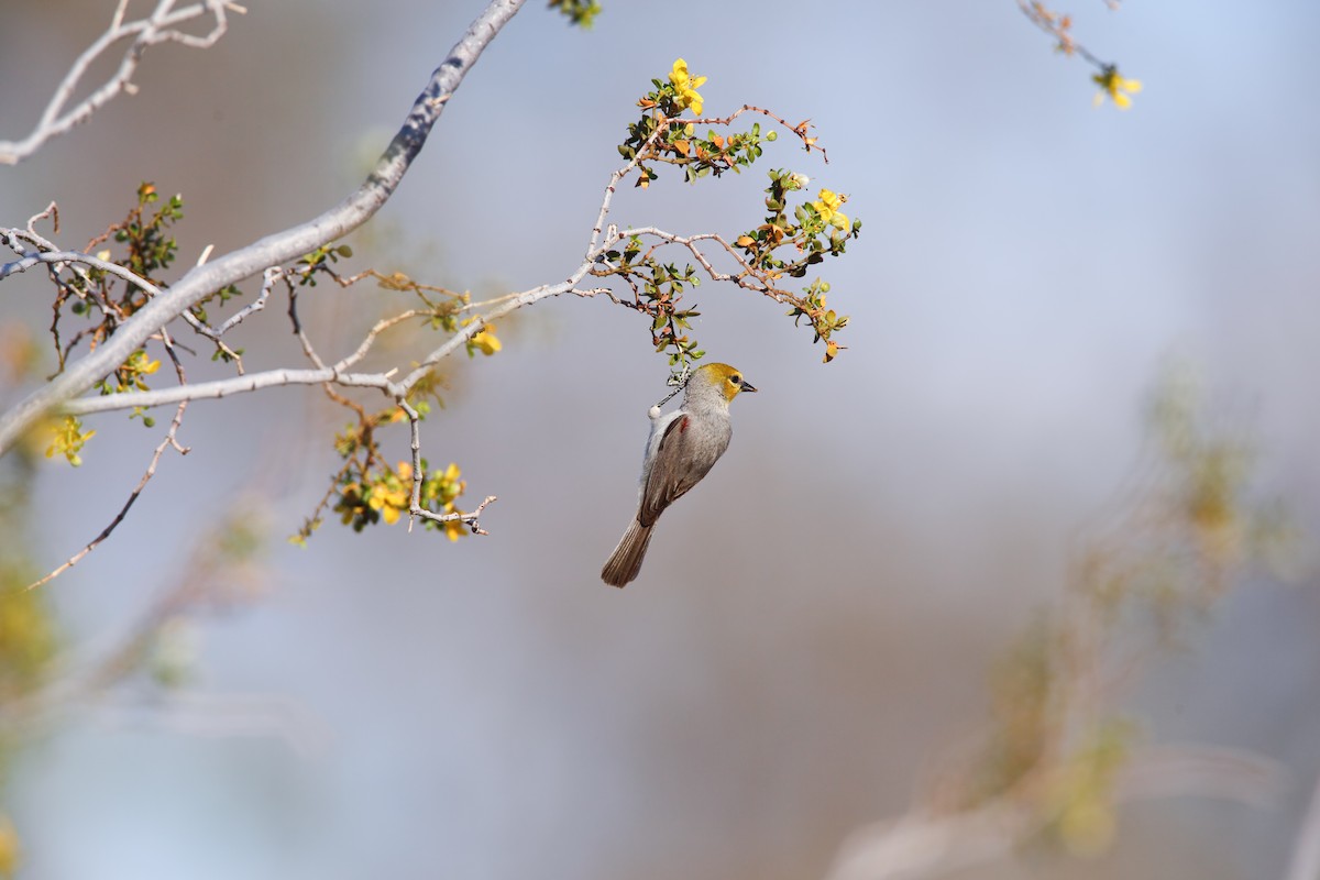 Verdin - ML550465941