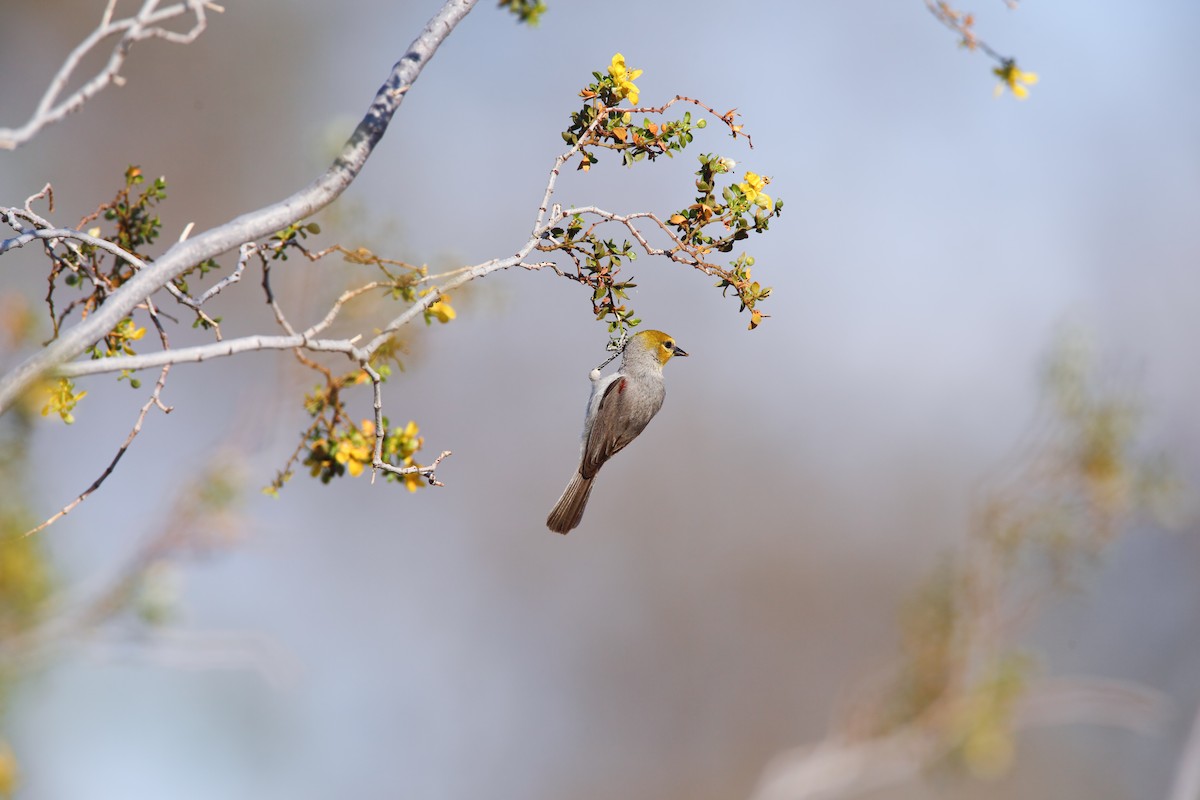 Pájaro Moscón Baloncito - ML550465941