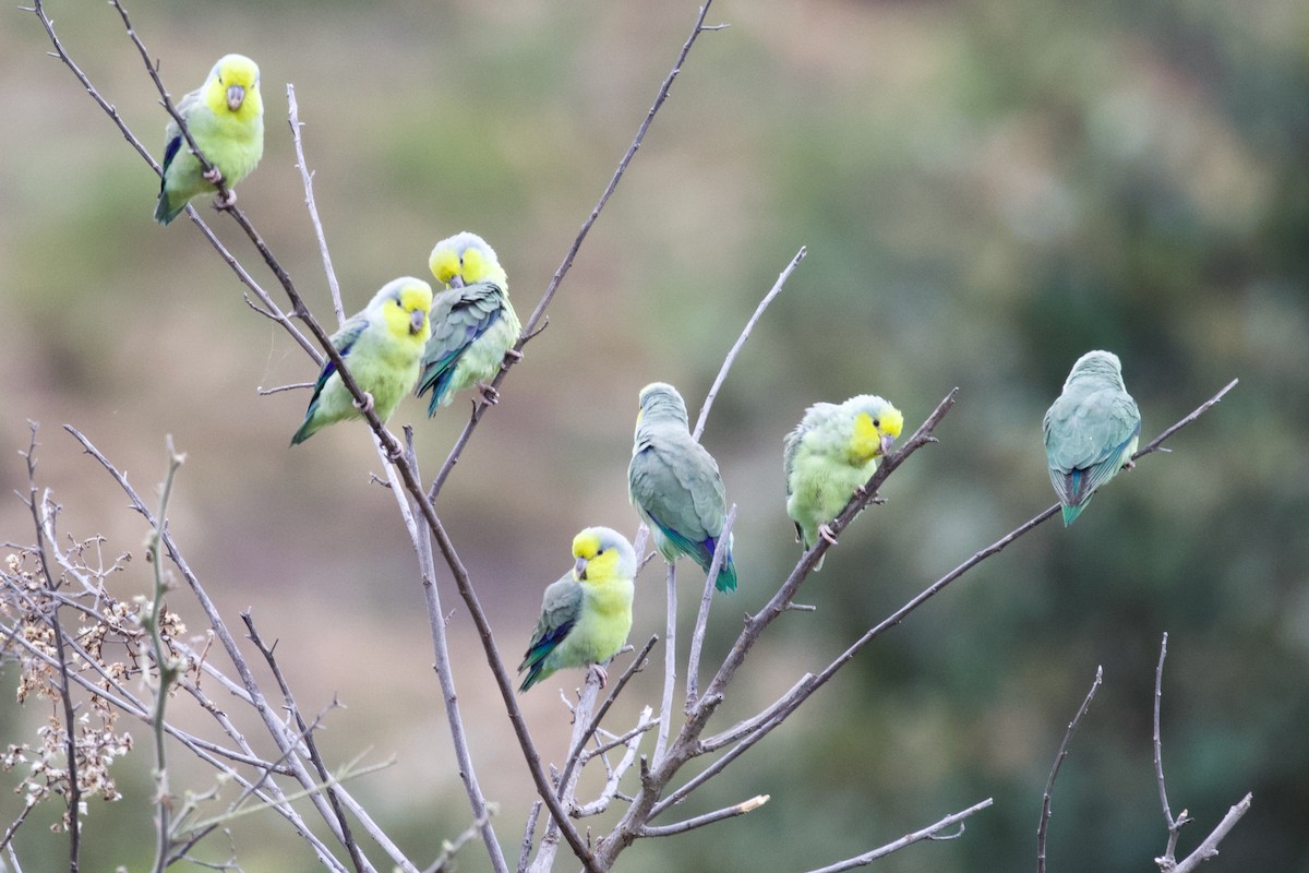Yellow-faced Parrotlet - Luciano Naka