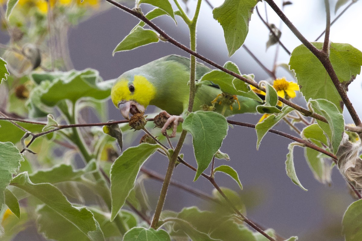Yellow-faced Parrotlet - ML550466911
