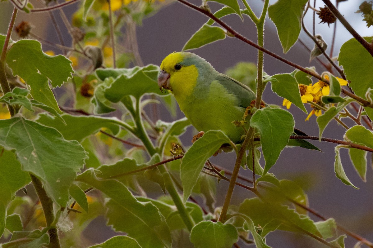 Yellow-faced Parrotlet - ML550467131