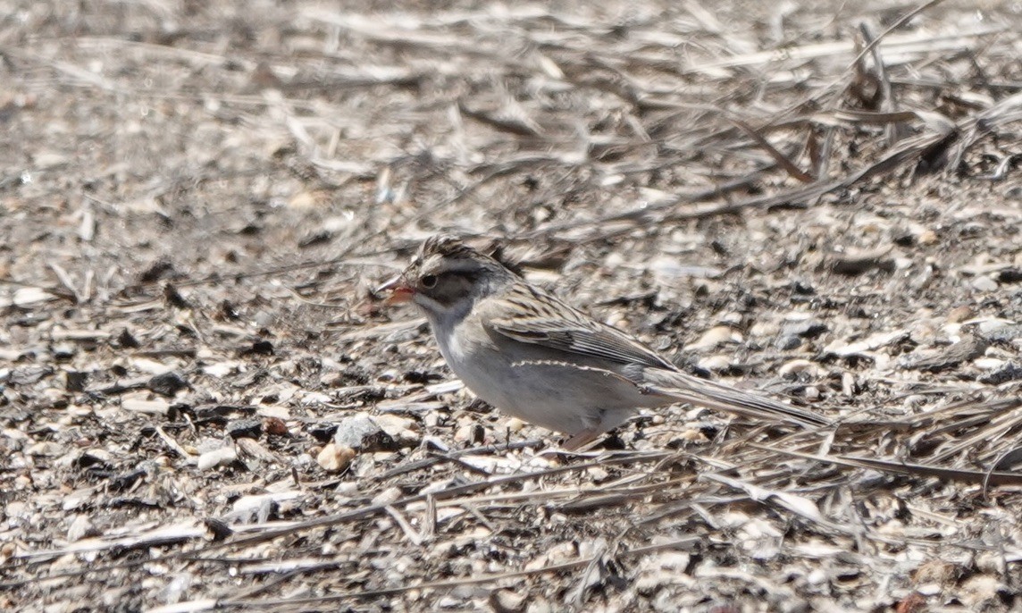 Clay-colored Sparrow - ML550467201