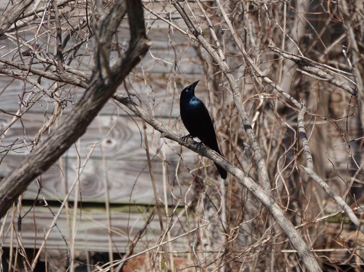 Common Grackle - ML550467681