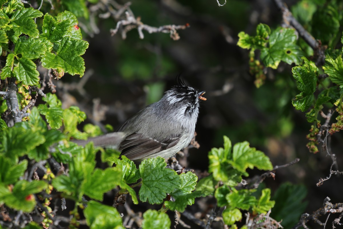 Tufted Tit-Tyrant - ML550467981