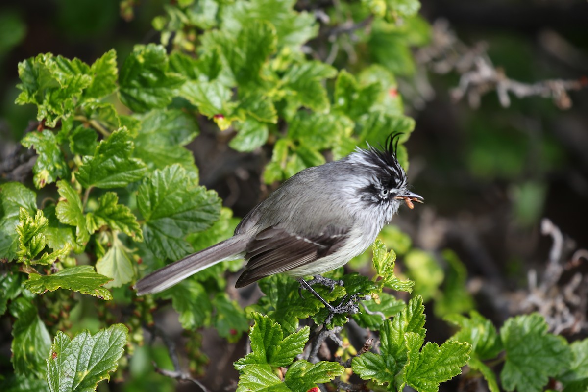 Tufted Tit-Tyrant - ML550468061