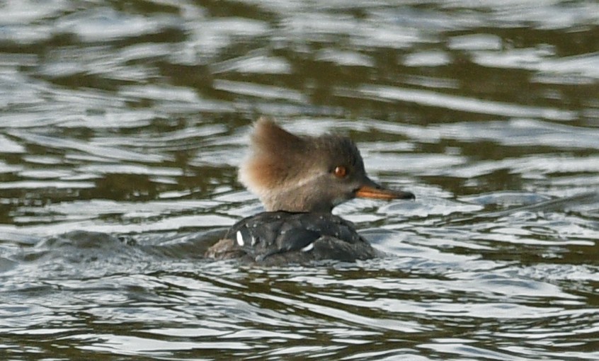 Hooded Merganser - ML550468901