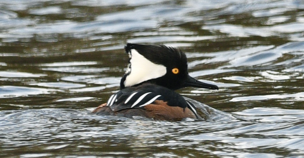 Hooded Merganser - ML550469051