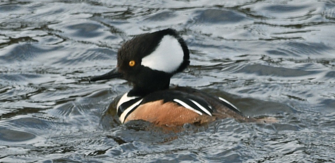 Hooded Merganser - ML550469181