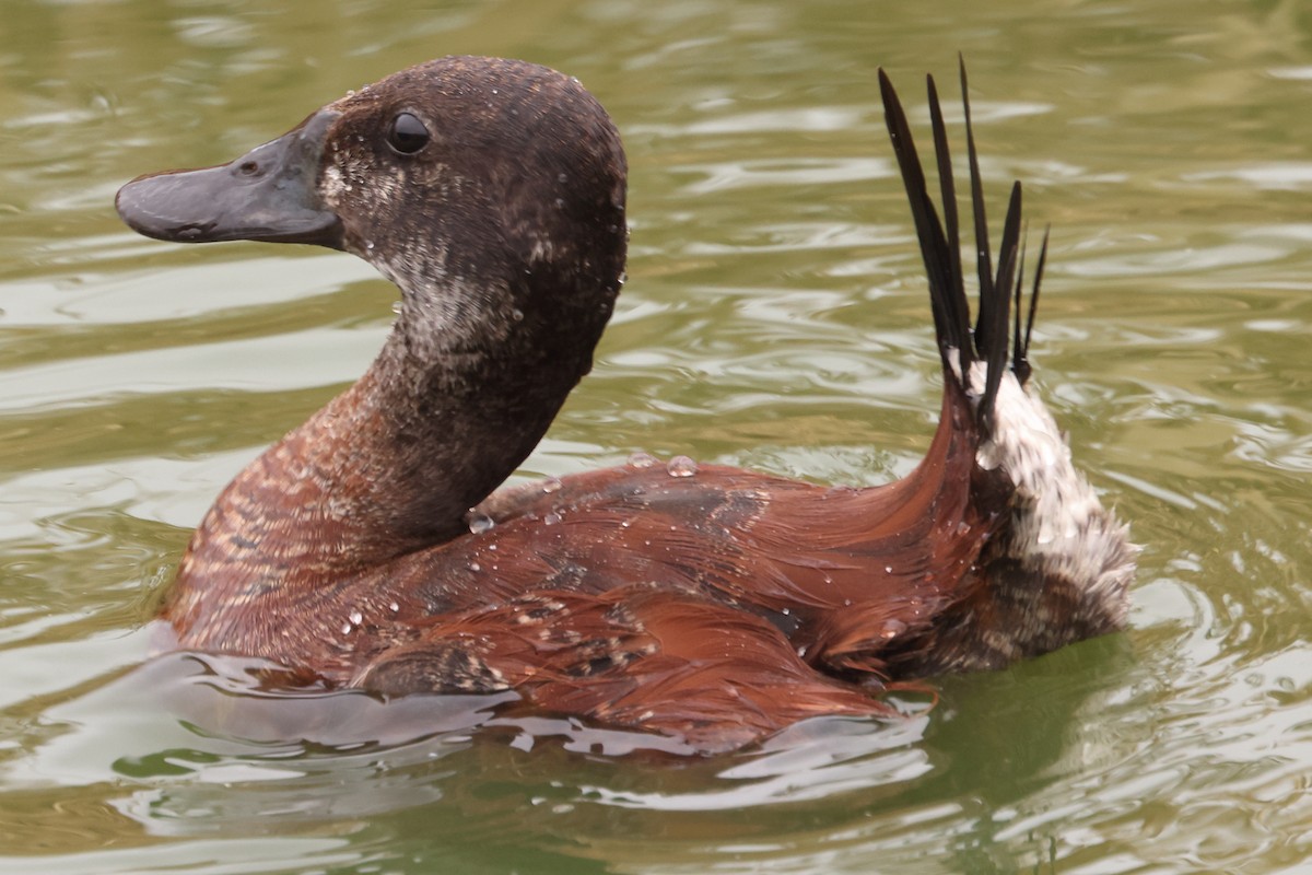 Lake Duck - Robert Hagen