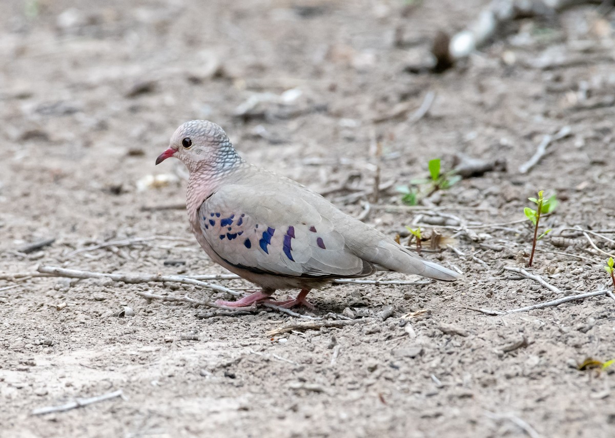 Common Ground Dove - Marianne Taylor