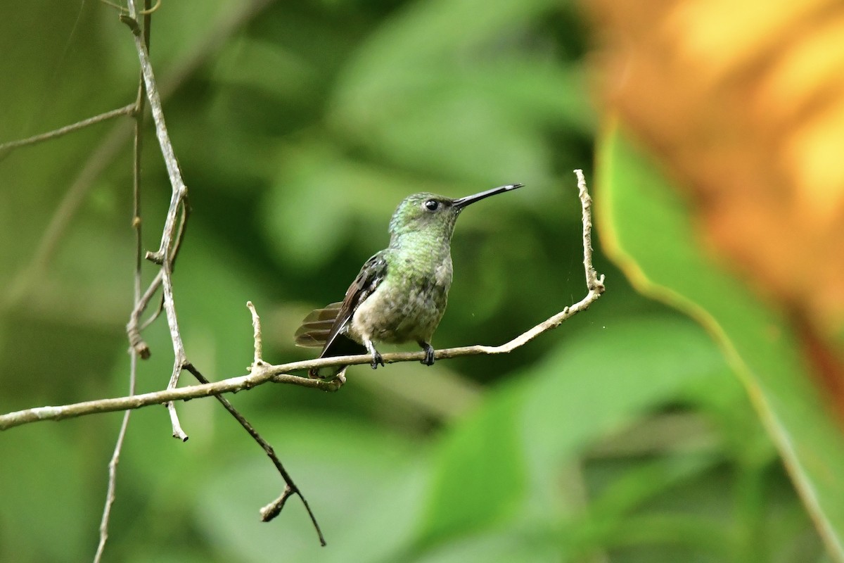 Scaly-breasted Hummingbird - ML550471021