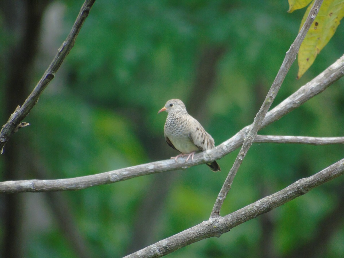 Common Ground Dove - ML550471891