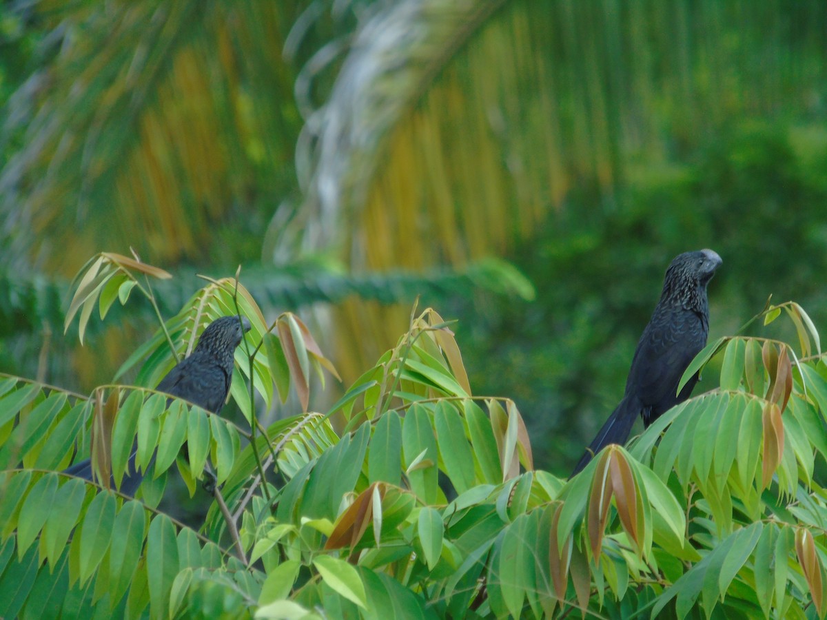 Smooth-billed Ani - ML550472401