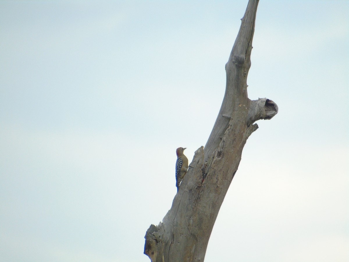 Red-crowned Woodpecker - ML550473041