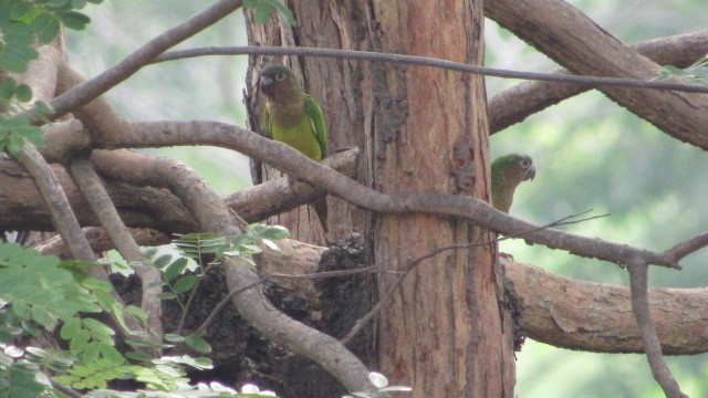 Brown-throated Parakeet - ML550473711