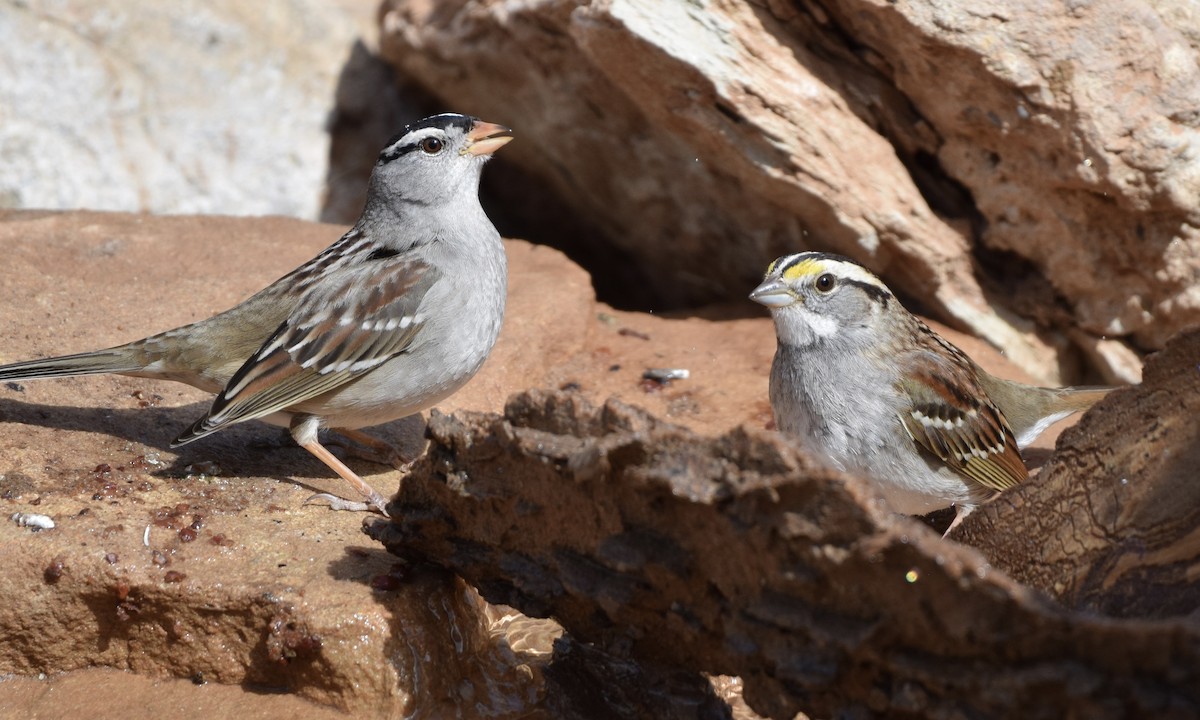 White-throated Sparrow - ML550474841