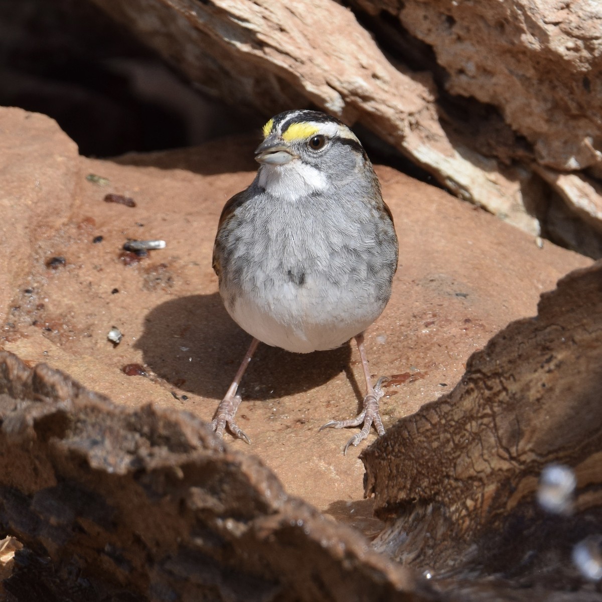 White-throated Sparrow - ML550474891