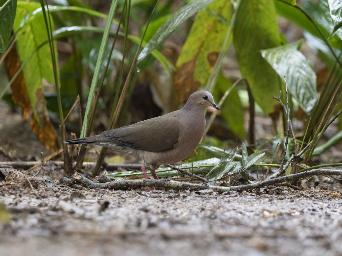 Gray-fronted Dove - ML550475071