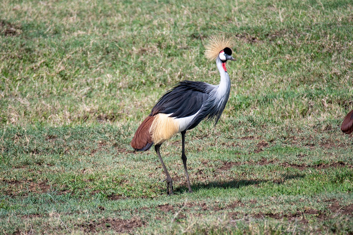 Gray Crowned-Crane - ML550475301