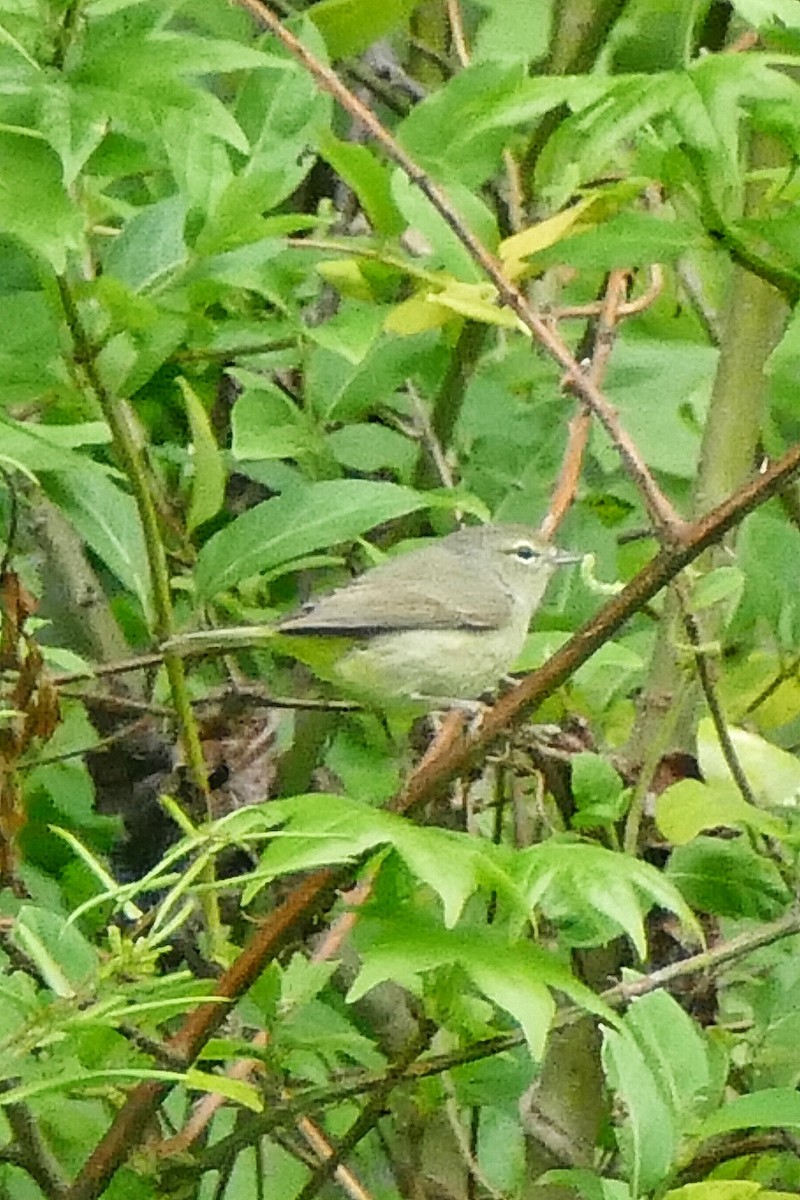 Orange-crowned Warbler - ML55047581