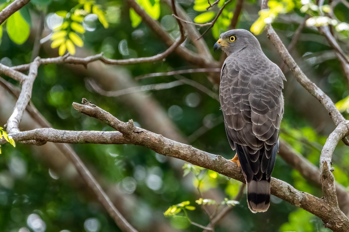 Roadside Hawk - ML550475981