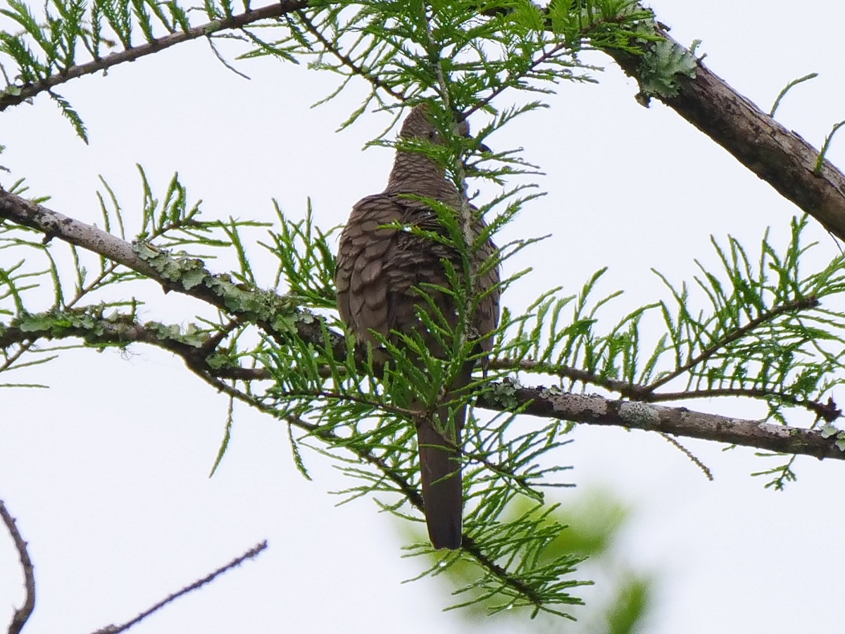 Inca Dove - ML550476961