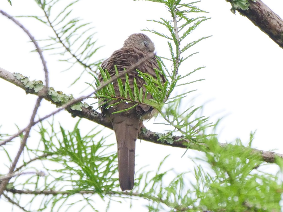 Inca Dove - ML550476971