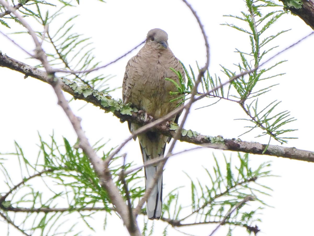 Inca Dove - ML550476981