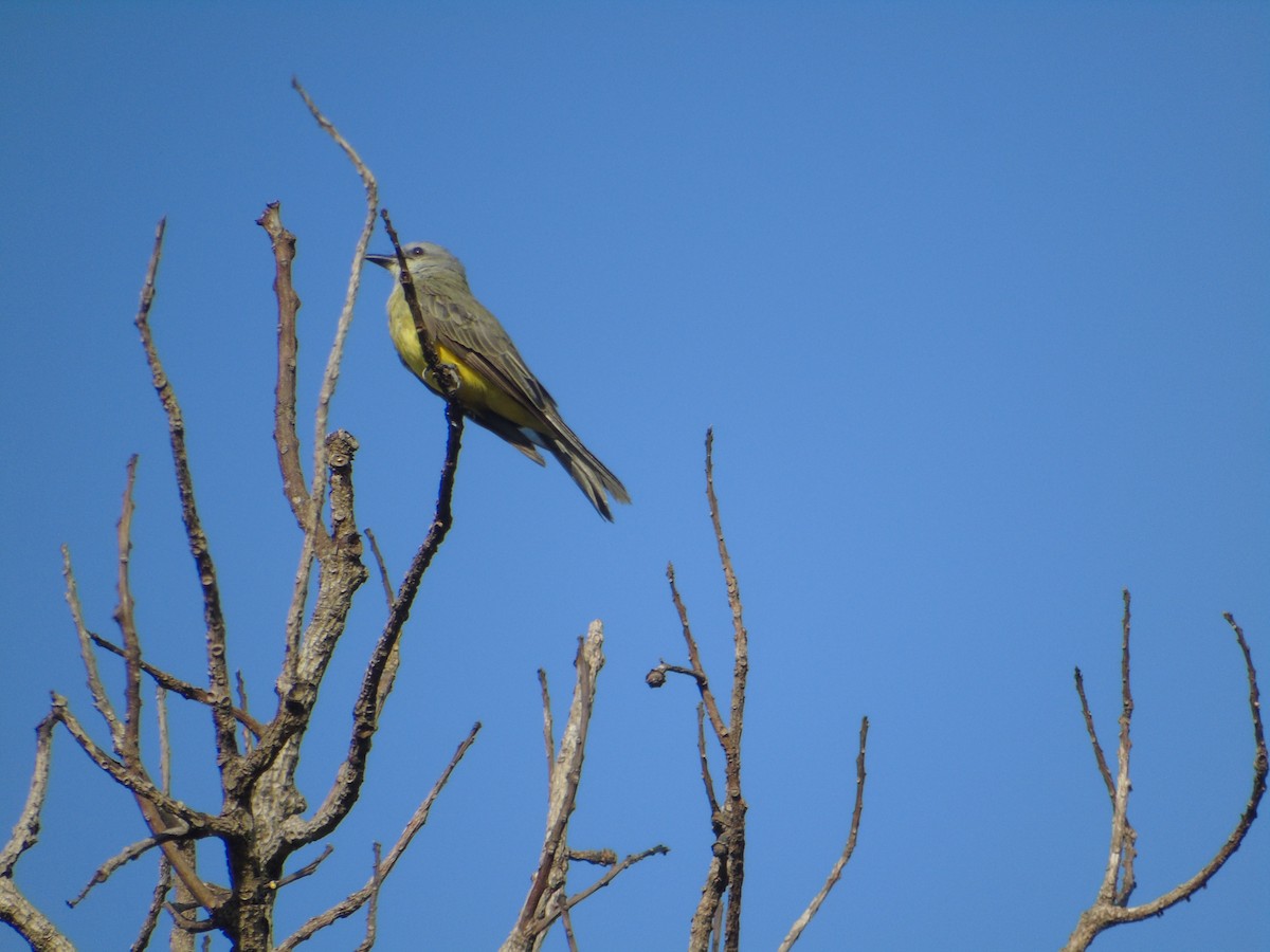 Tropical Kingbird - ML550478201